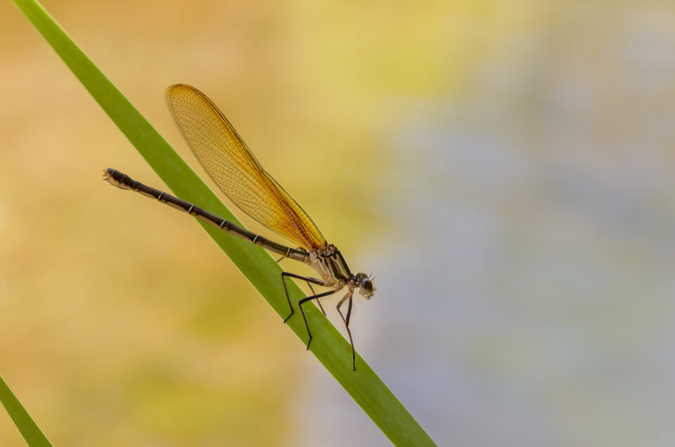 Damselfly on Plant possibly a female Rubyspot