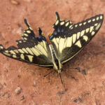 Old World Swallow Tail Eating Dirt