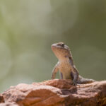 Plateau Fence Lizard on Sandstone