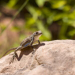 Plateau Fence Lizard on Peach Rock