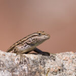 Plateau Fence Lizard on White Rock