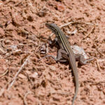 Plateau Striped Whiptail on the Ground