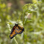 Queen Butterfly on Plant