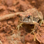 Red-spotted Toad on the Ground