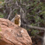 Rock Squirrel on Rock