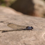 Sooty Dancer on Rock