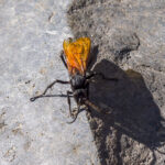 Tarantula Hawk on Rock