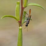 Thread-wasted Wasp on Plant