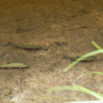 Three Small Trout in Stream