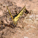 Two-tailed Swallowtail Eating Dirt