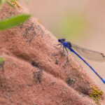 Vivid Dancer on Sandstone