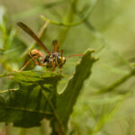 Western Paper Wasp on Leaf