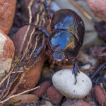 Western Rhinoceros Beetle in Rocks