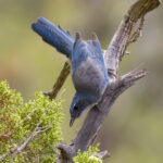 Woodhouse's Scrub Jay on Branch