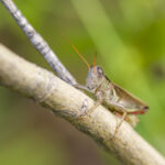 Yarrow's Grasshopper on Branch