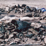 Fossil prepared for extraction