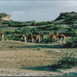 A Herd of Guanaco