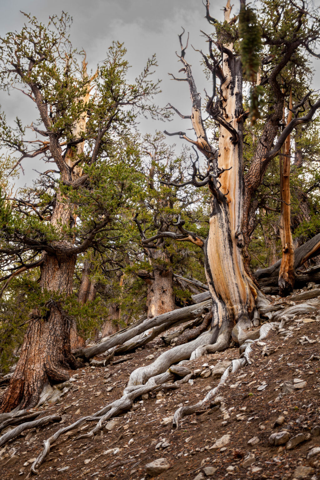 Bristlecone pine trees along the Methuselah Trail