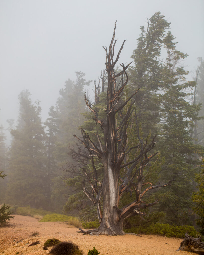 A burned Bristlecone in Bryce Canyon