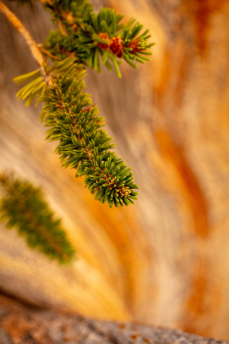 Closeup of Pine Needles