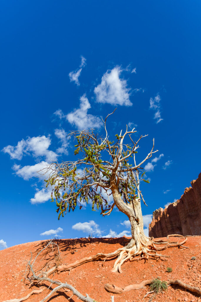 Bristlecone in Bryce Canyon