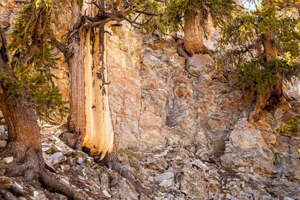 Bristlecone Trunks in Schulman Grove