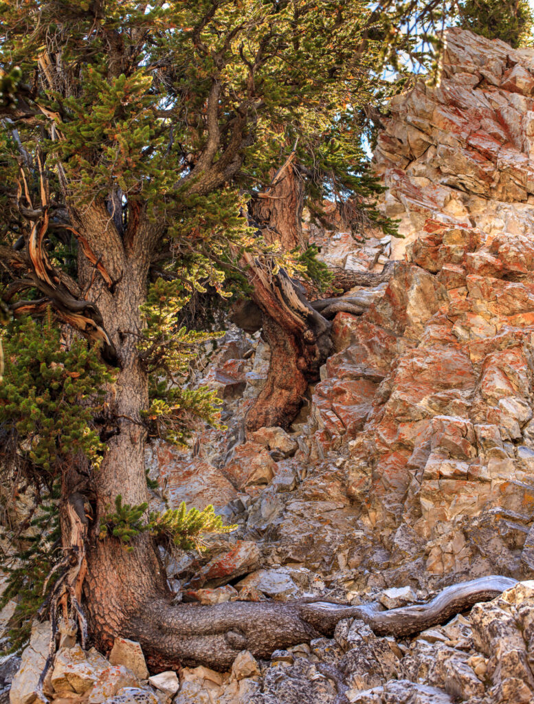 Bristlecones in Schulman Grove