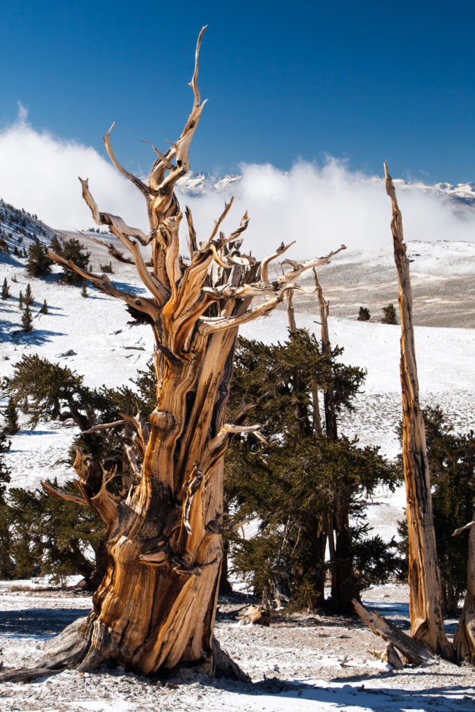 Dead Bristlecone with the Sierras partially hidden by clouds