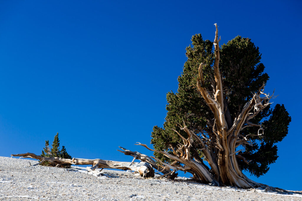 Leaning Bristlecones