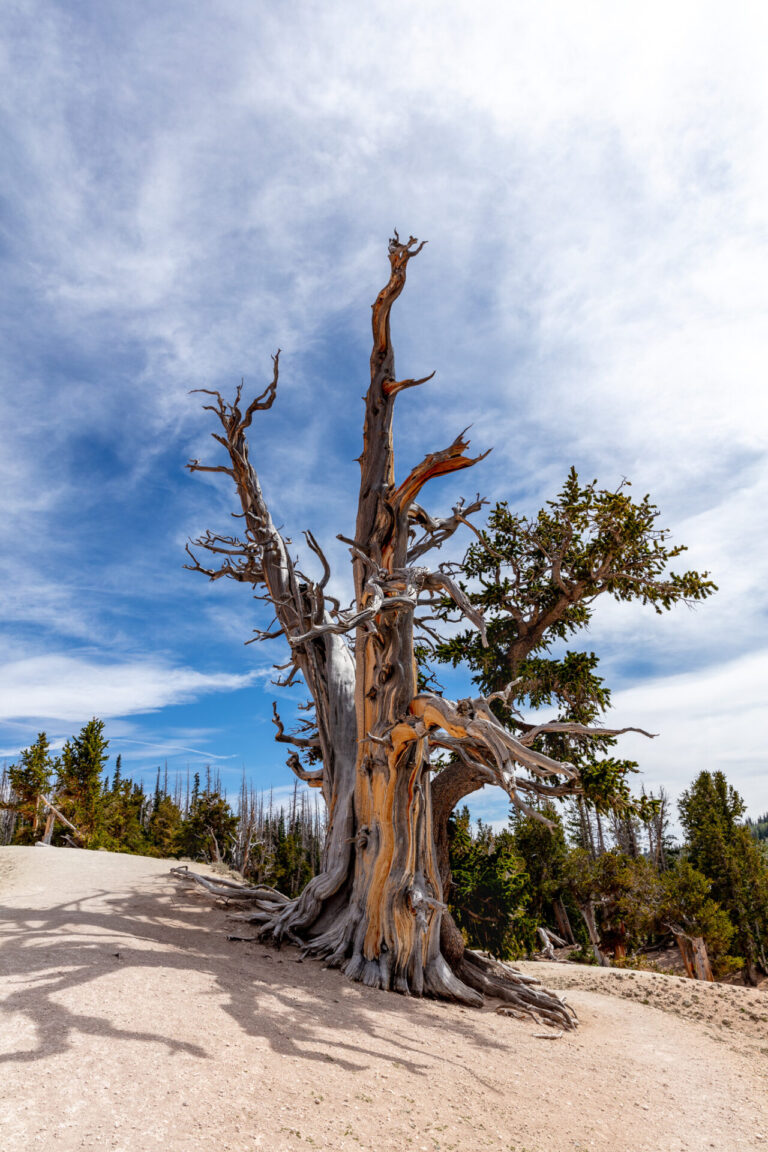 Oldest Bristlecone in Cedar Breaks