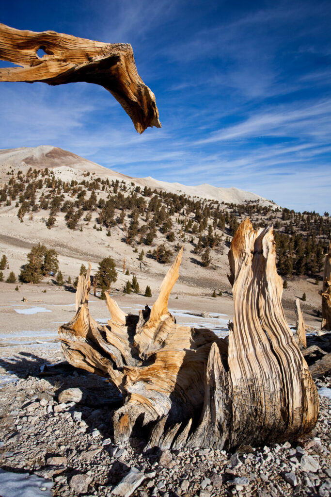 Remnants of Dead Trees