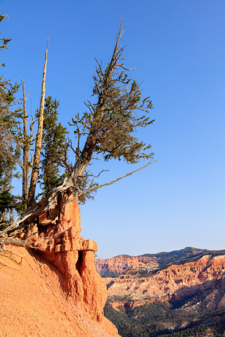 Precariously Placed Bristlecone