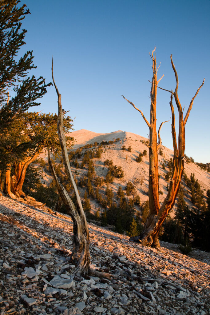 Whispy Tree Trunks in Morning Light