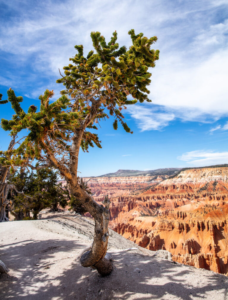 Small Bristlecone