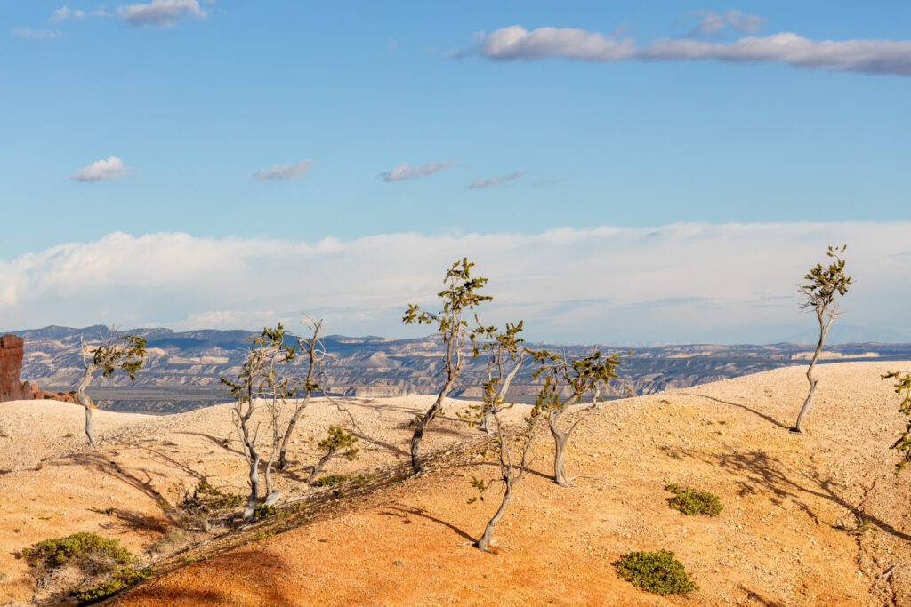 Spindly Bristlecones in Bryce Canyon