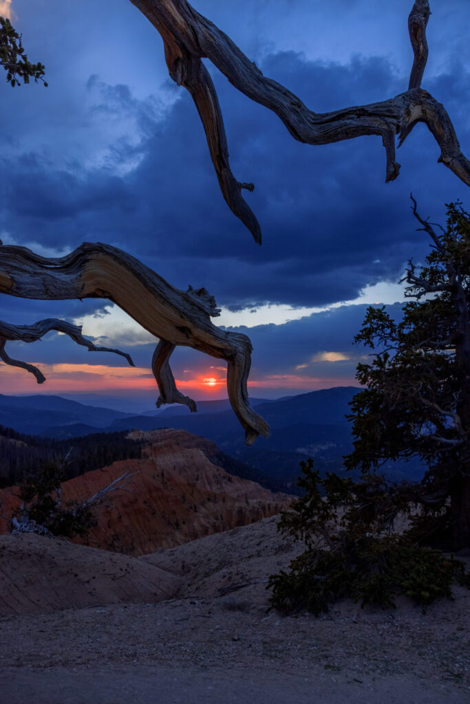 Sunset Through the Branches