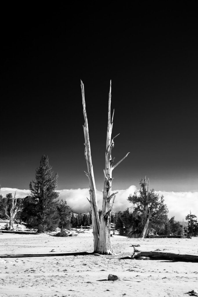 Twin Trunks in Black and White