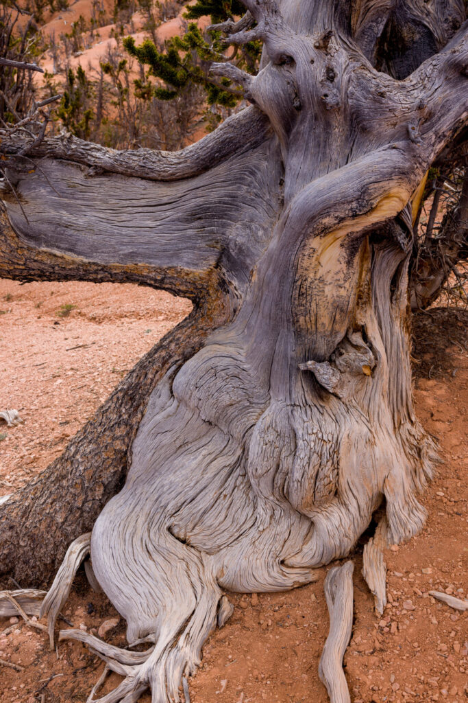 Twisted Forest Tree Closeup