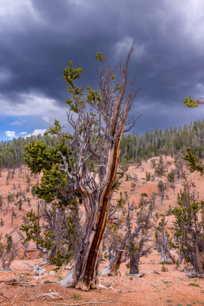 Twisted Forest Tree