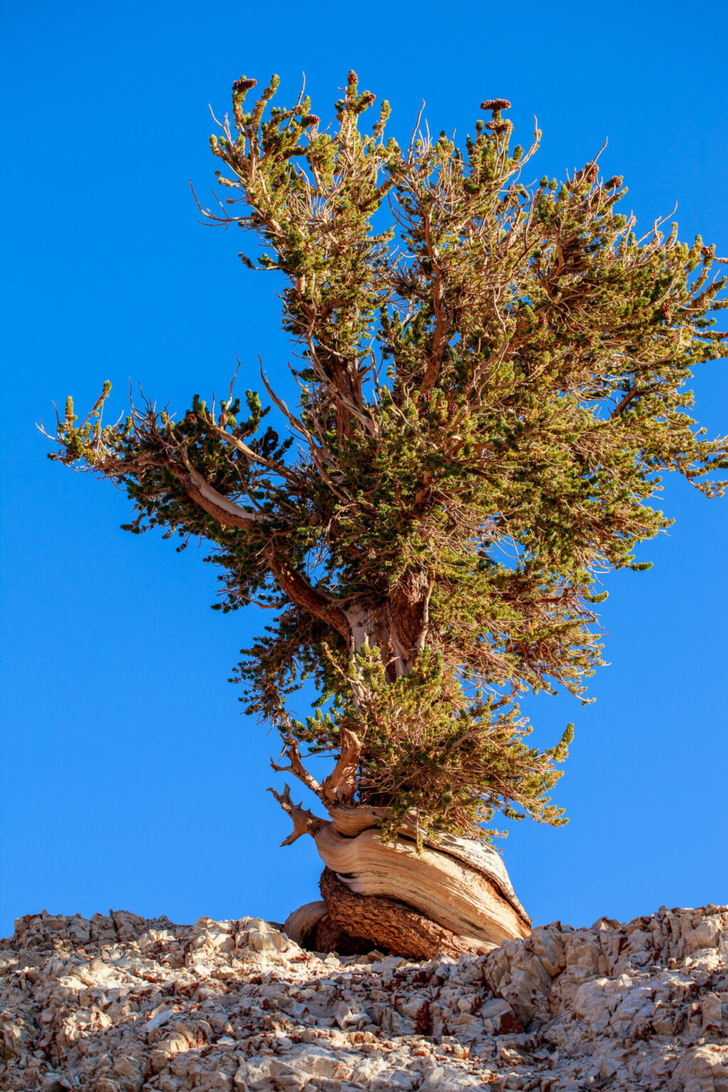 Bristlecone with Twisted Trunk