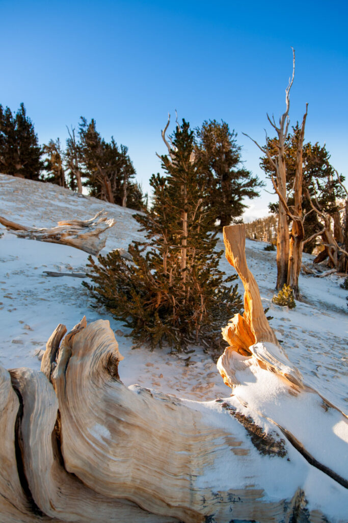 Young Bristlecone