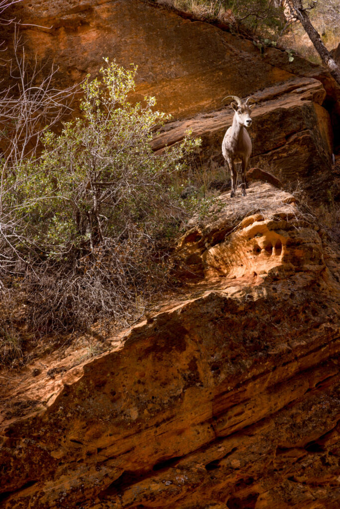 Bighorn Sheep in Refrigerator Canyon