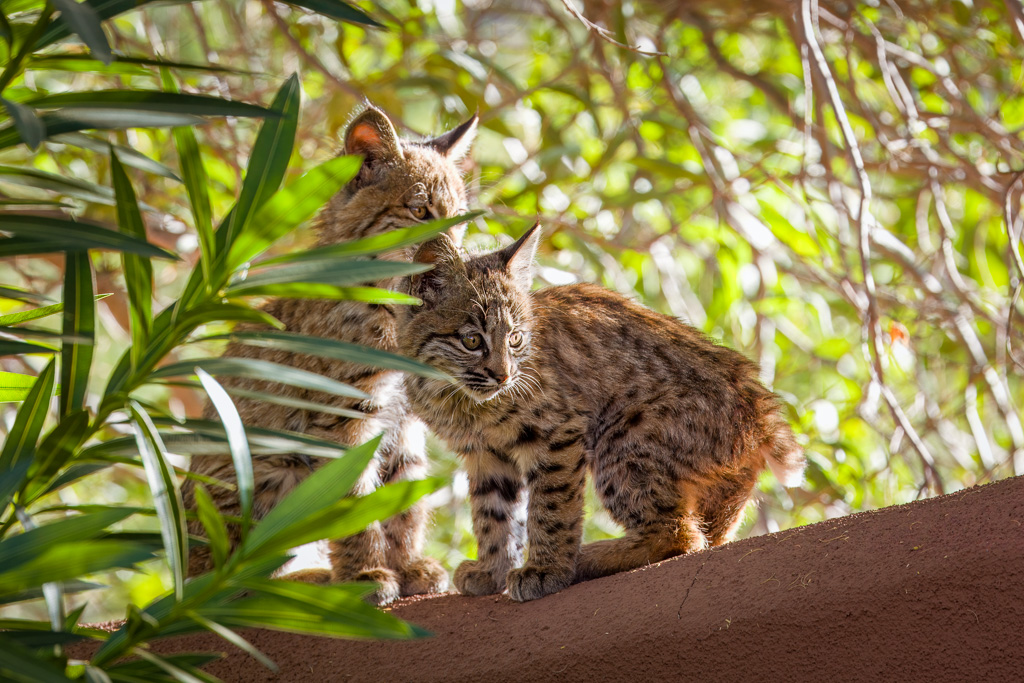 Bobby's Cubs