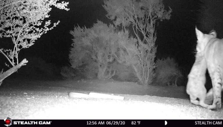 Bobcat In Trail-Cam 1