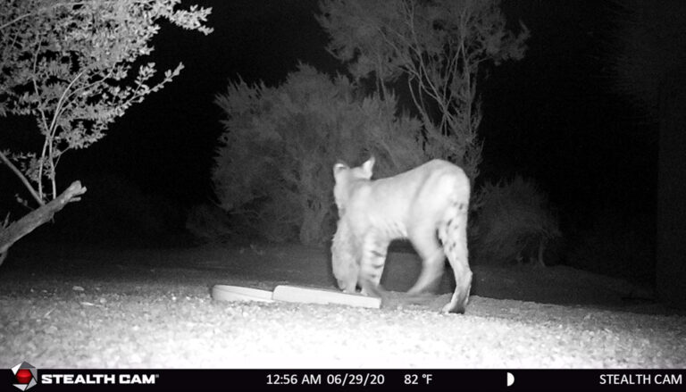 Bobcat In Trail-Cam 2