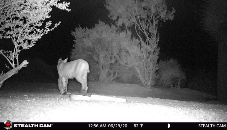 Bobcat In Trail-Cam 3