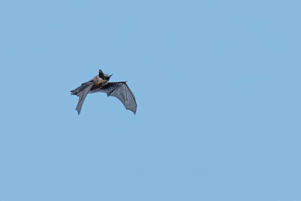 Flying Bat at Dusk