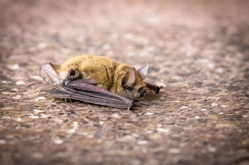 Bat Accidentally Trapped in Garage