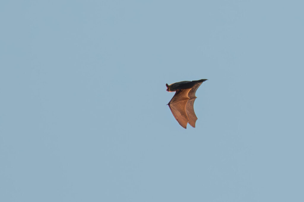 Flying Bat at Sunset