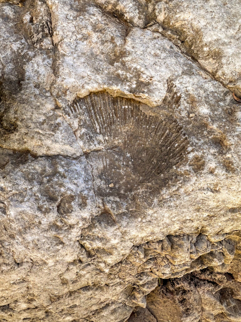 Fossil Shell Impression